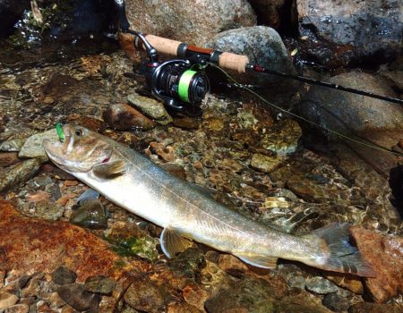 フライ名人とイワナの谷へ